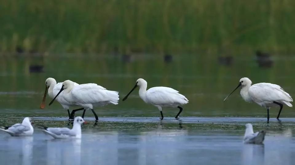 阅听天下丨春运今天启幕，重要信息在这！个税APP：不再强制填写房东信息