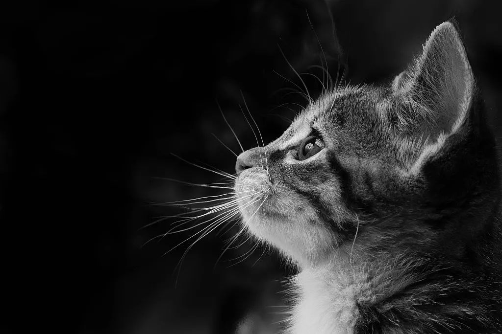 中国撸猫史,中国撸猫图片