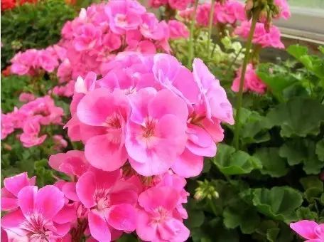 不开花是什么原因怎么治,芍药只长叶不开花什么原因