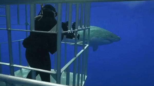 被北极熊追杀，抓拍鲨鱼咬向自己的瞬间……68岁摄影师玩命告诉你：为什么外国人这么少？