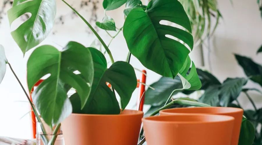 优质读书公众号,没时间看书一定要关注的公众号