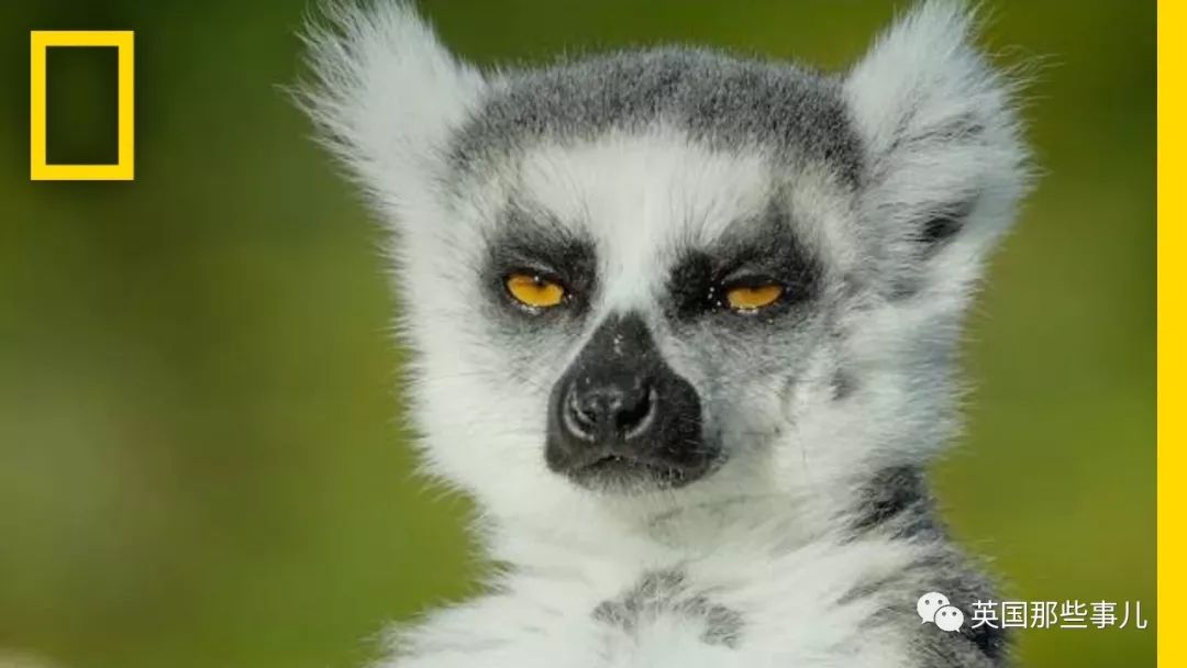 野生大熊猫凶残的一面蜜袋鼯,蜜袋鼯和龙猫哪个寿命比较长