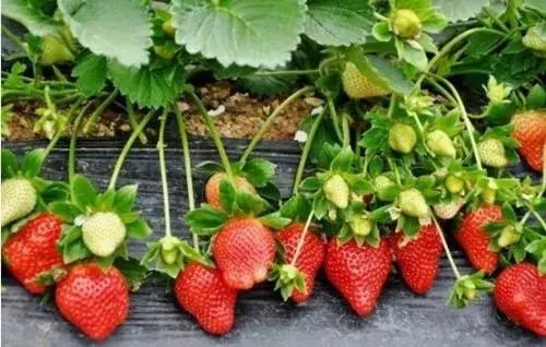 巴彦淖尔2日游旅游推荐,巴彦淖尔春节自驾游旅游攻略