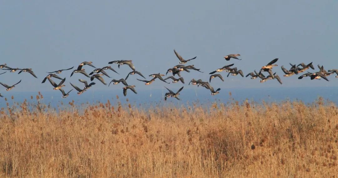 武汉竹叶海湖生态湿地公园,武汉东湖绿道湿地公园
