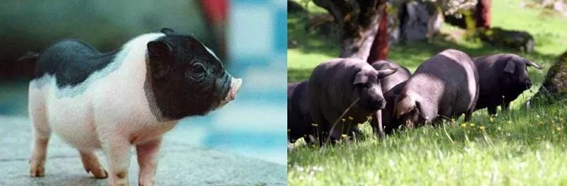 猪系列冷知识,猪的100个冷知识