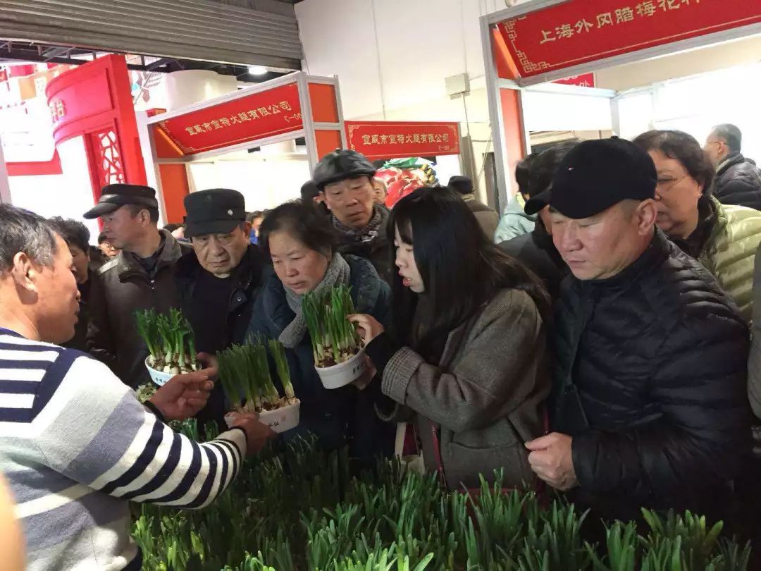 沪郊冬魅｜寒冬岁杪，清供一盆馨香，又到一年水仙时