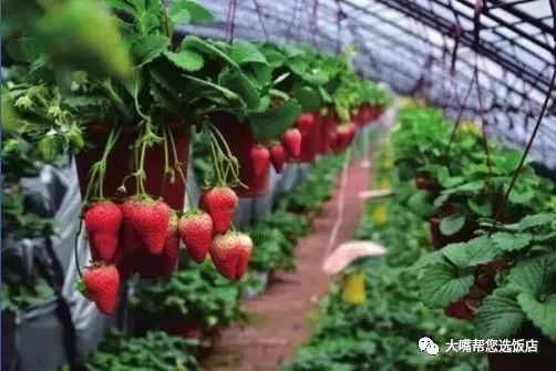 大连摘草莓一日游,大连摘草莓适合去的地方