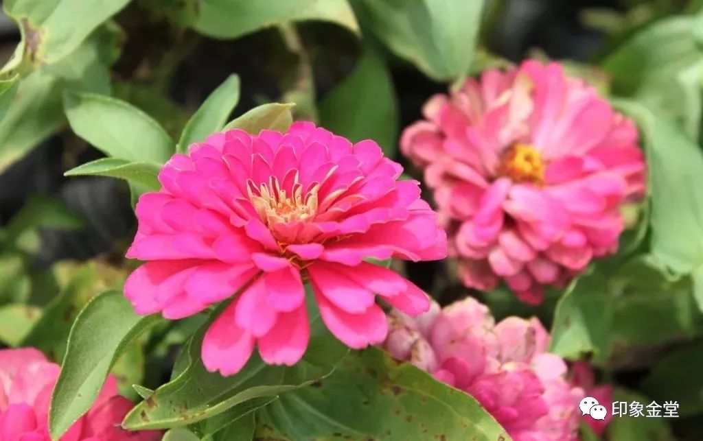 金堂赏花最佳地点时间,金堂赏花之梨花篇