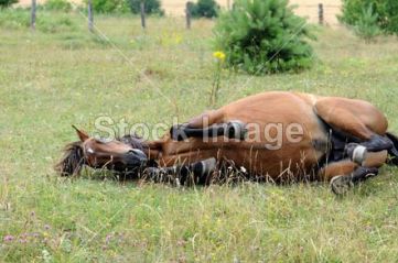 赛马前腿瘸了什么原因,赛马腿瘸了