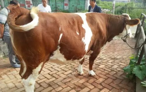 牛生下犊牛胎衣不下怎么办,牛生产完胎衣不下怎么办