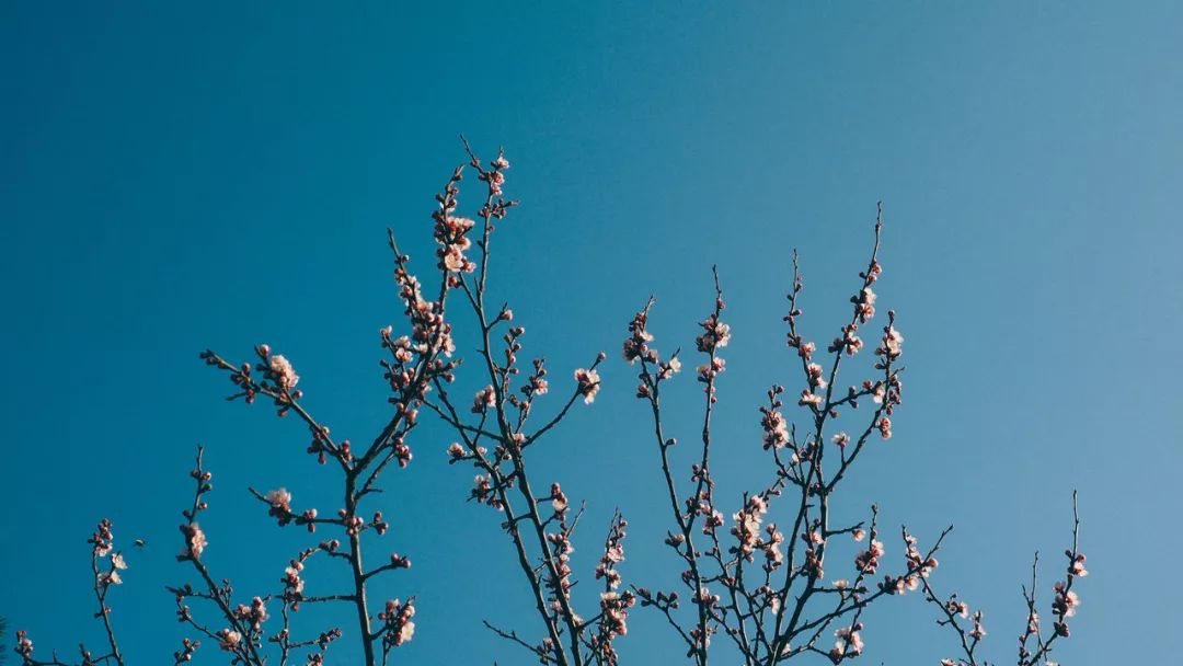 我见过最才华横溢的诗,关于才华横溢的诗句有哪些