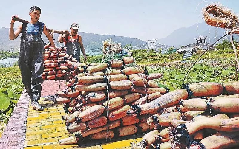 种植一亩藕能挣多少钱,塘内种藕一亩多少收入