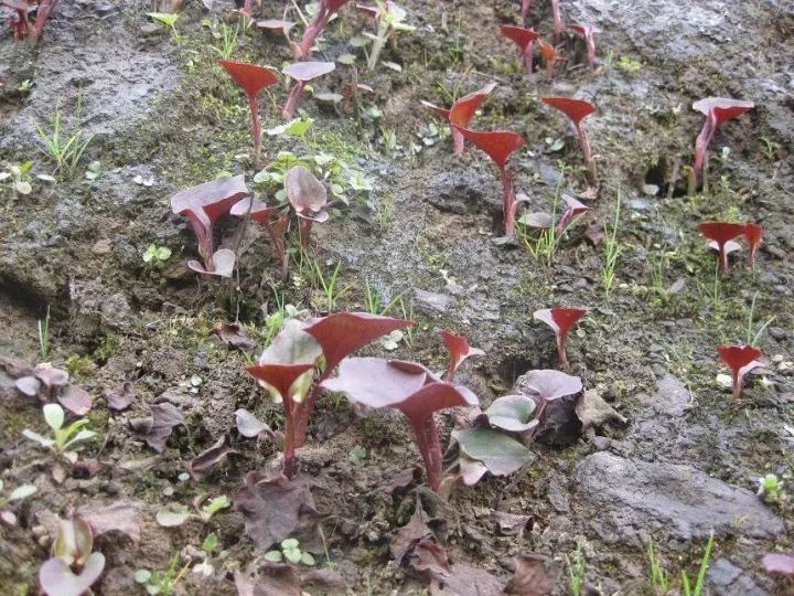 贵阳不光折耳根还有很多美食,贵阳美食里有特色米饭