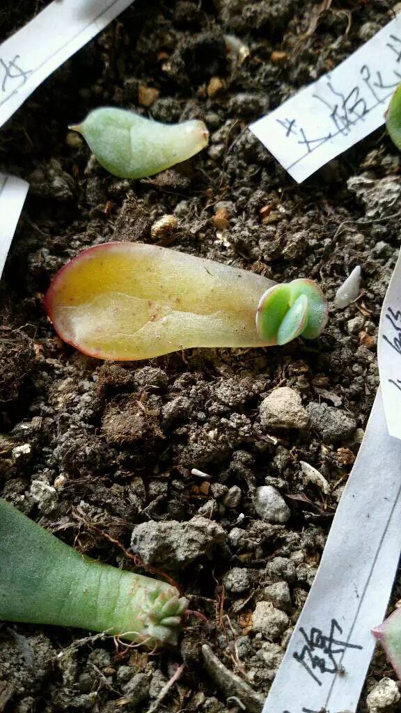 网购来的多肉叶片化水怎么办,施肥会导致多肉叶片化水吗