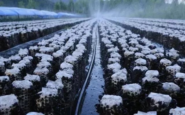 常见的农产品质量安全,农产品安全的主要问题有哪些