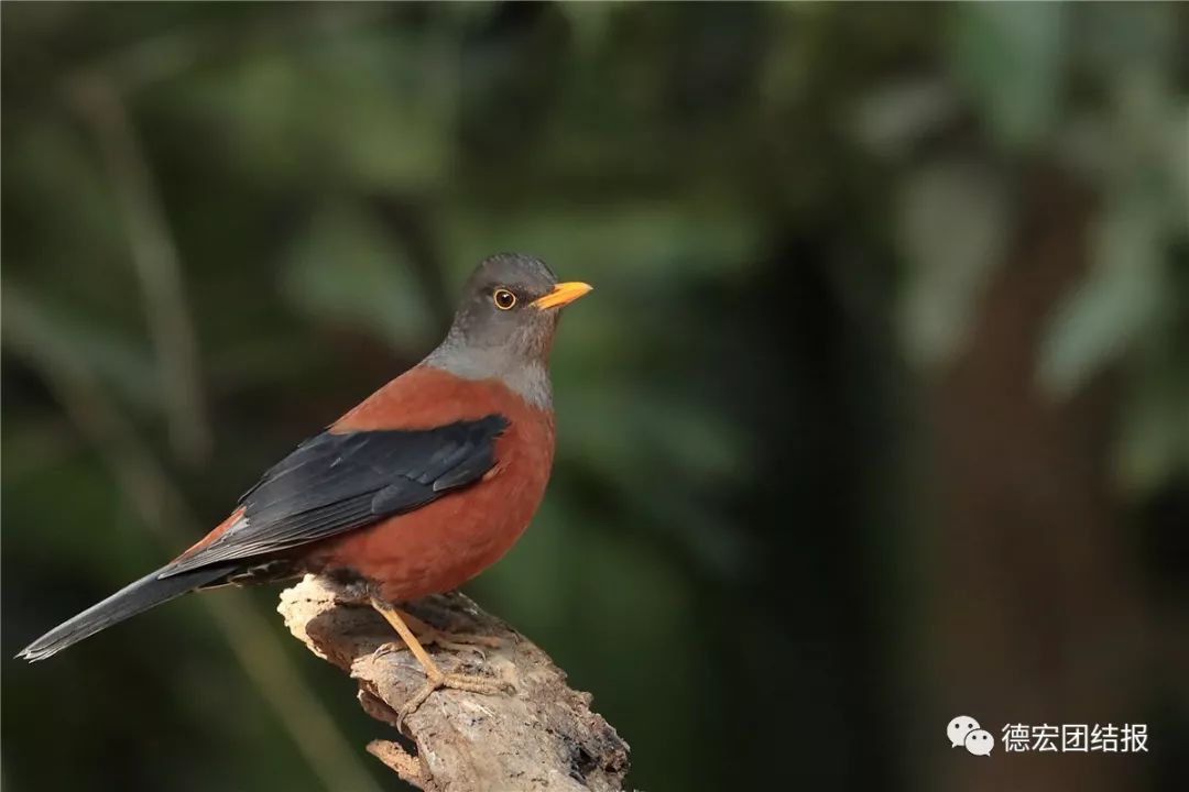 春天真的来了，这群鸟在瑞丽户瓦山大秀恩爱！