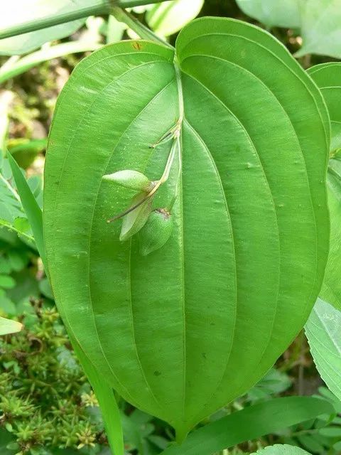 「百草园」止咳化痰温润肺气——百部(九十一)