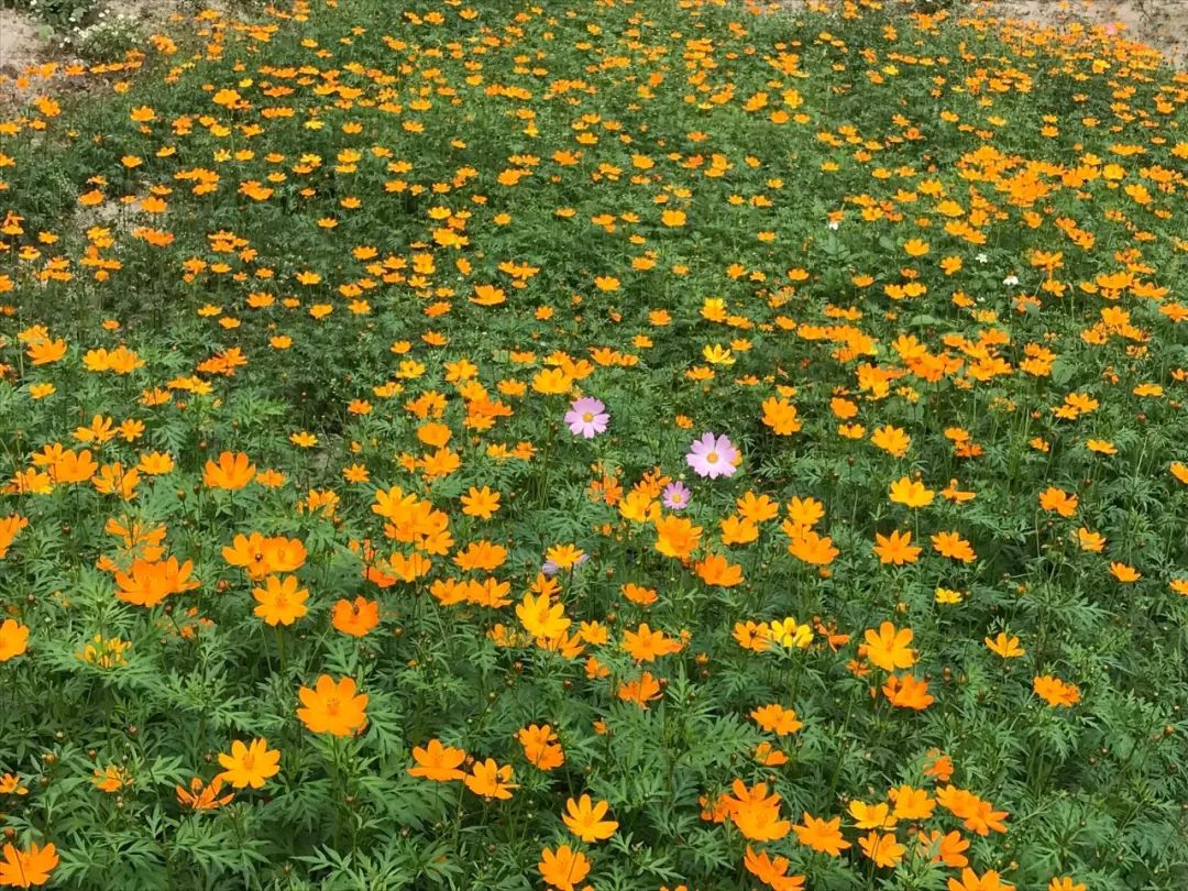 去日本从哪里出发便宜,去日本从哪里出发最便宜