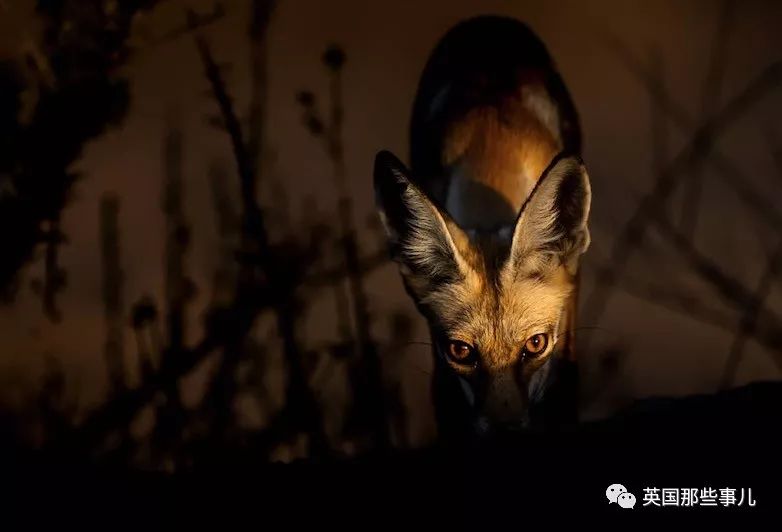 世界索尼摄影大赛作品背后的故事 (2018年索尼摄影大赛获奖作品中国)