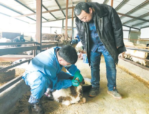 「达区快讯」“歹歹的”牛犊是农牧民的希望