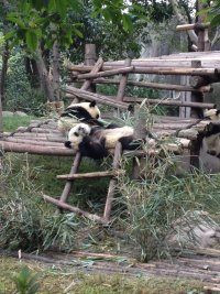 四川三日游,四川成都三日游九寨沟