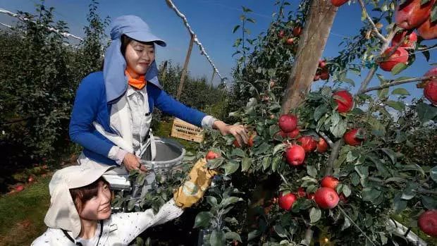 新西兰长期签证新政策,签证放宽