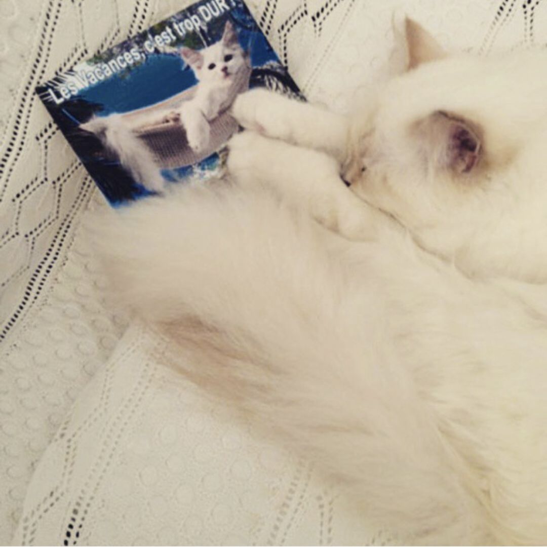 老佛爷的所有家产最后留给了猫 (老佛爷的猫死后谁来继承他的遗产)