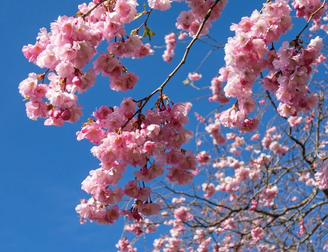 2019年日本樱花季日程表小众赏樱攻略！