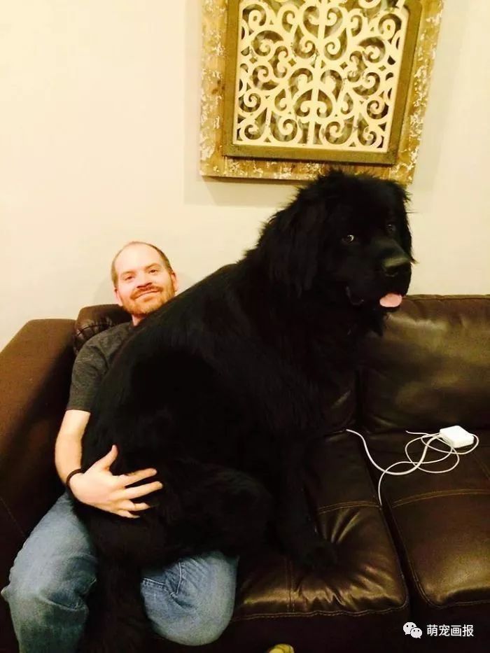 家里有一只大块头纽芬兰犬，是怎样的一种体验？