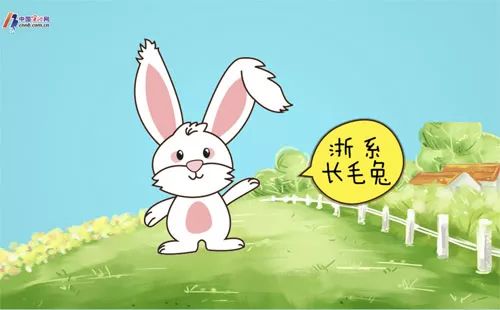 可爱到晕倒的兔兔表情包,长毛兔表情包