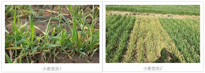 农作物倒春寒的补救措施,倒春寒来了注意防寒保暖