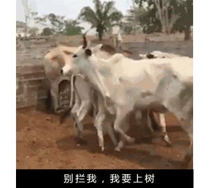 作为内蒙人,山羊这么牛的生物,竟然不了解?