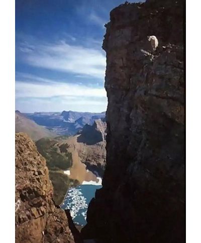 作为内蒙人，山羊这么牛的生物，竟然不了解？