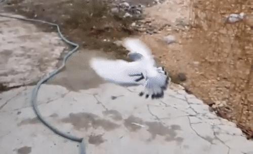 你见过企鹅破壳的瞬间吗,你见过企鹅下蛋吗