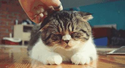 撸猫的那些事,中国撸猫圣地