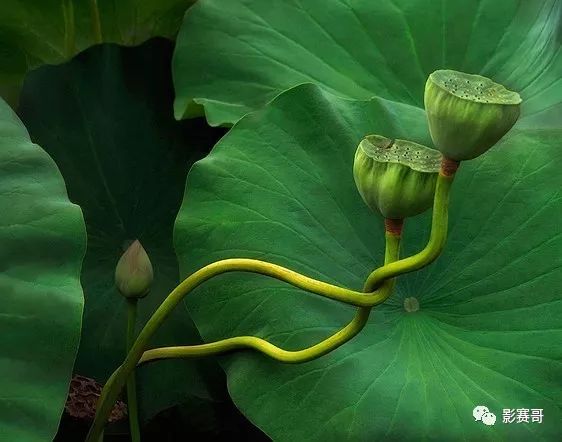 尼康历代获奖摄影作品欣赏,国际风光摄影师大赛