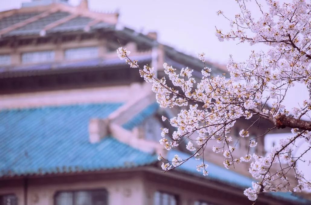 3月终于要放晴啦！出门赏花看剧，这里有攻略