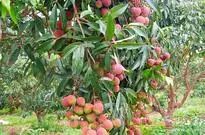 广东特色十大水果,湛江八大水果你知道吗