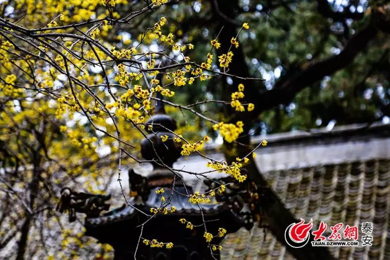 泰山山东景区门票降价,泰山景区门票优惠政策
