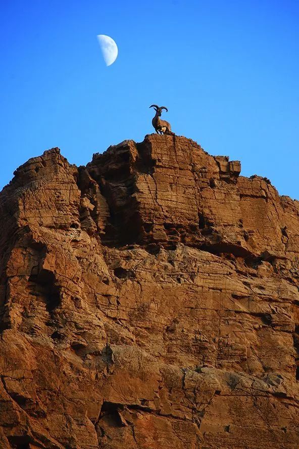 作为内蒙人，山羊这么牛的生物，竟然不了解？