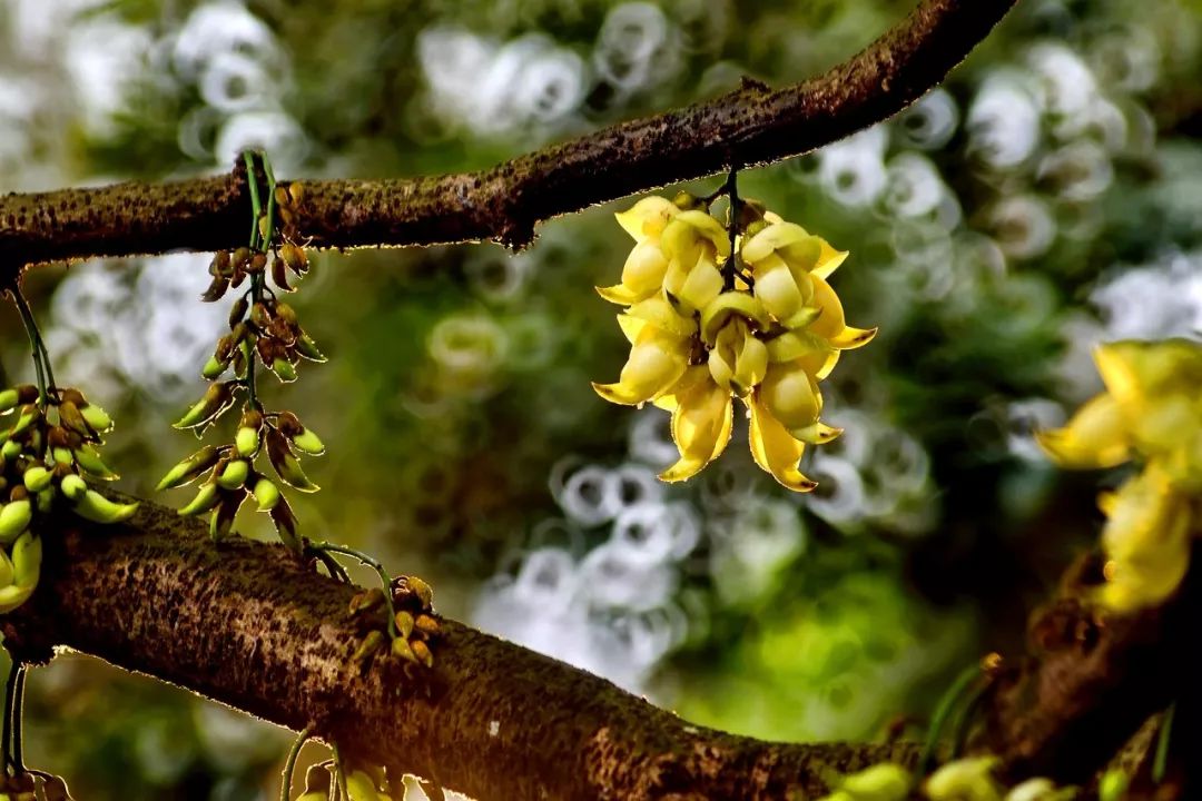 七星岩禾仙岛黄花铃木,七星岩黄花风铃四季变化