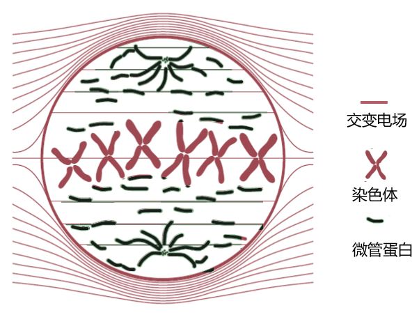 中国肿瘤电场治疗真实情况,肿瘤电场治疗为何不推广