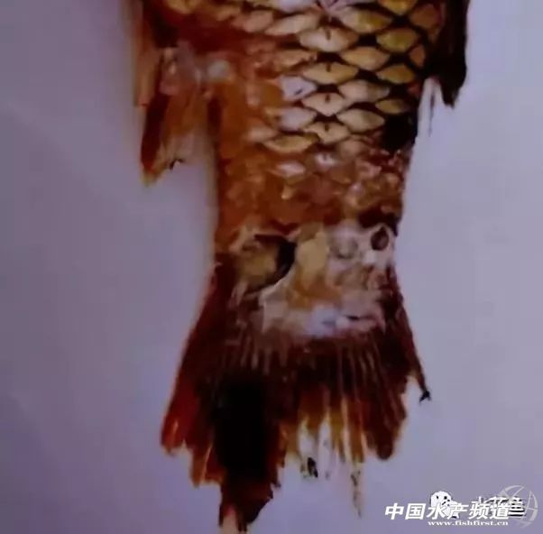 冬末初春，赤皮水霉及其并发症特别要注意