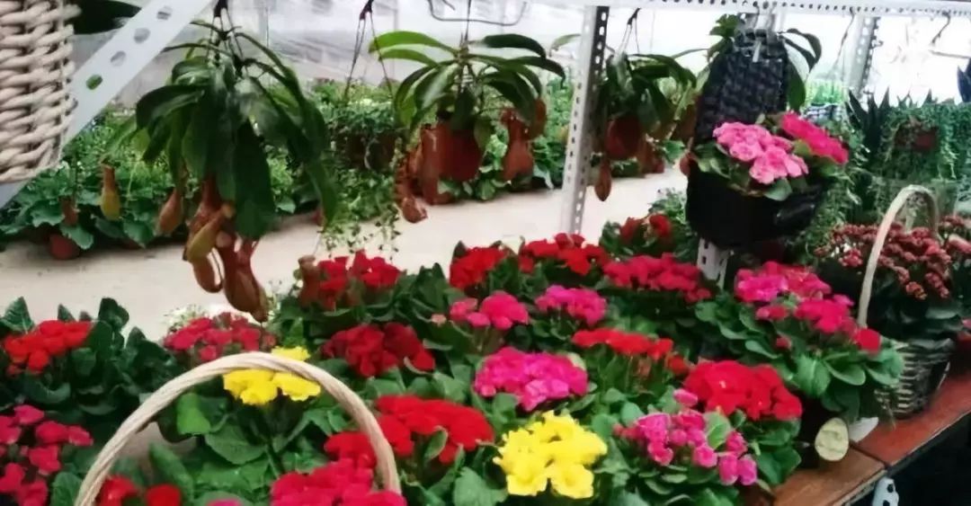 花市买花推荐,今年的花市在哪里逛