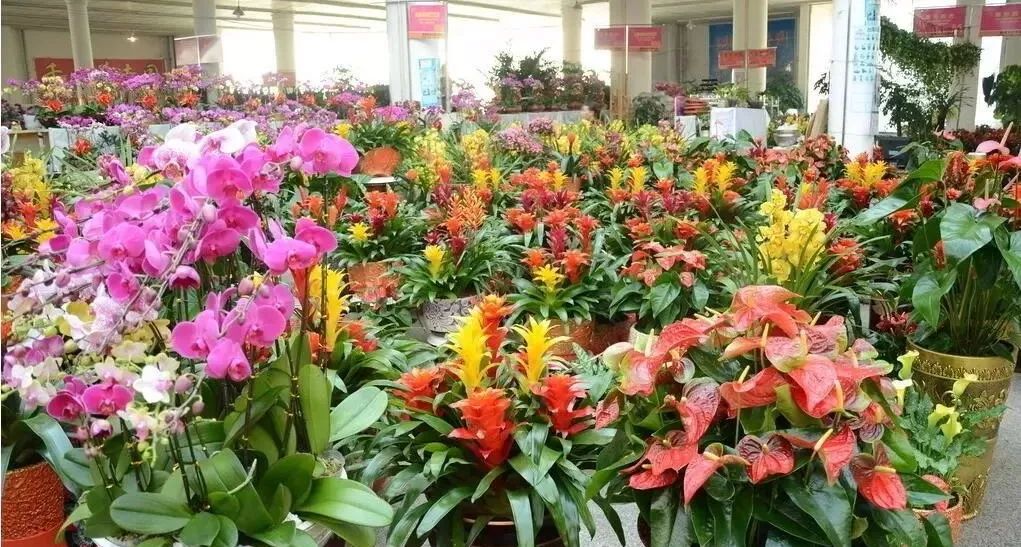 花市买花推荐,今年的花市在哪里逛