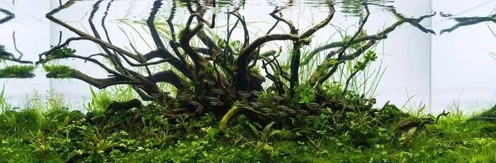 沉木泡了一年了还是掉色,沉木发黑怎么彻底处理