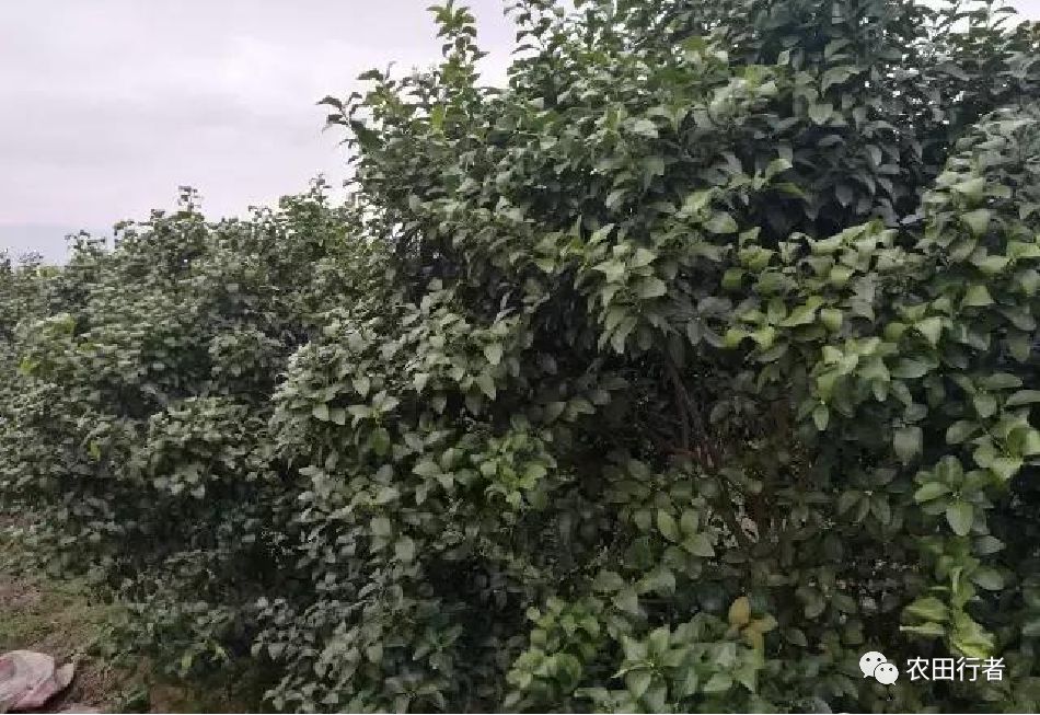 沙糖桔树卷叶的原因,砂糖橘叶片干枯是何原因