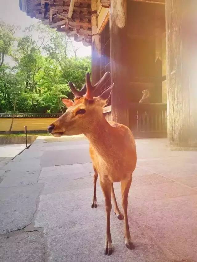 商报旅行家首发日本定制团，共迎烂漫四月天！3月10日说明会开始抢位……