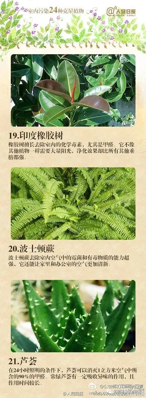 吸甲醛第一名绿植,央视公认除甲醛植物