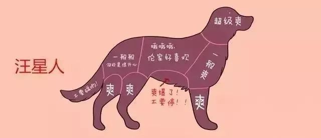 有猫有狗怎么喂粮,有猫有狗好不好